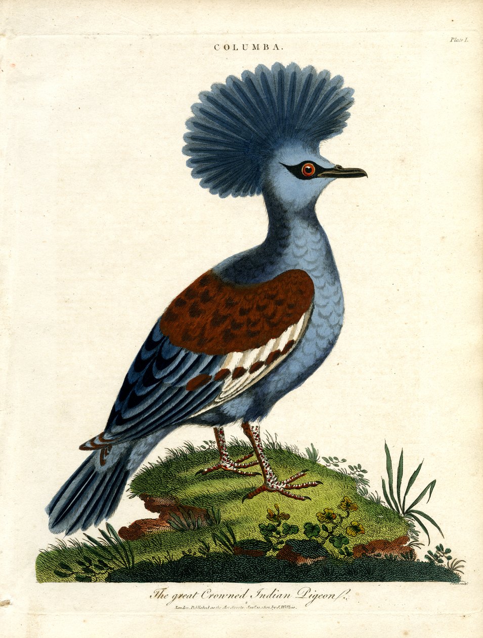 Büyük Taçlı Hint Güvercini (Columba) by John Pass