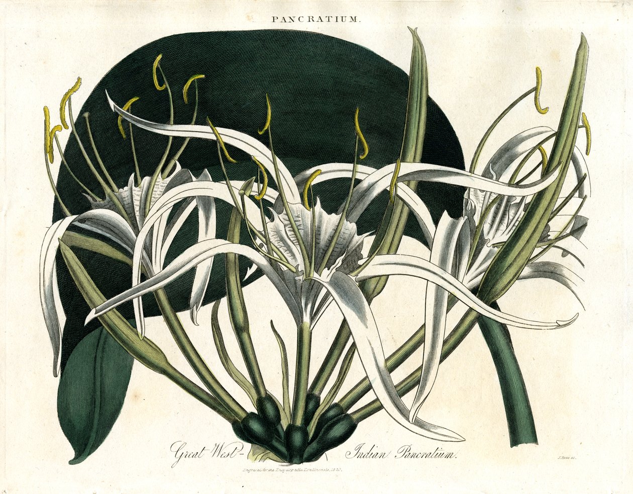 Büyük Batı Hint Adaları Pancratium (Hint Pancratium) by John Pass