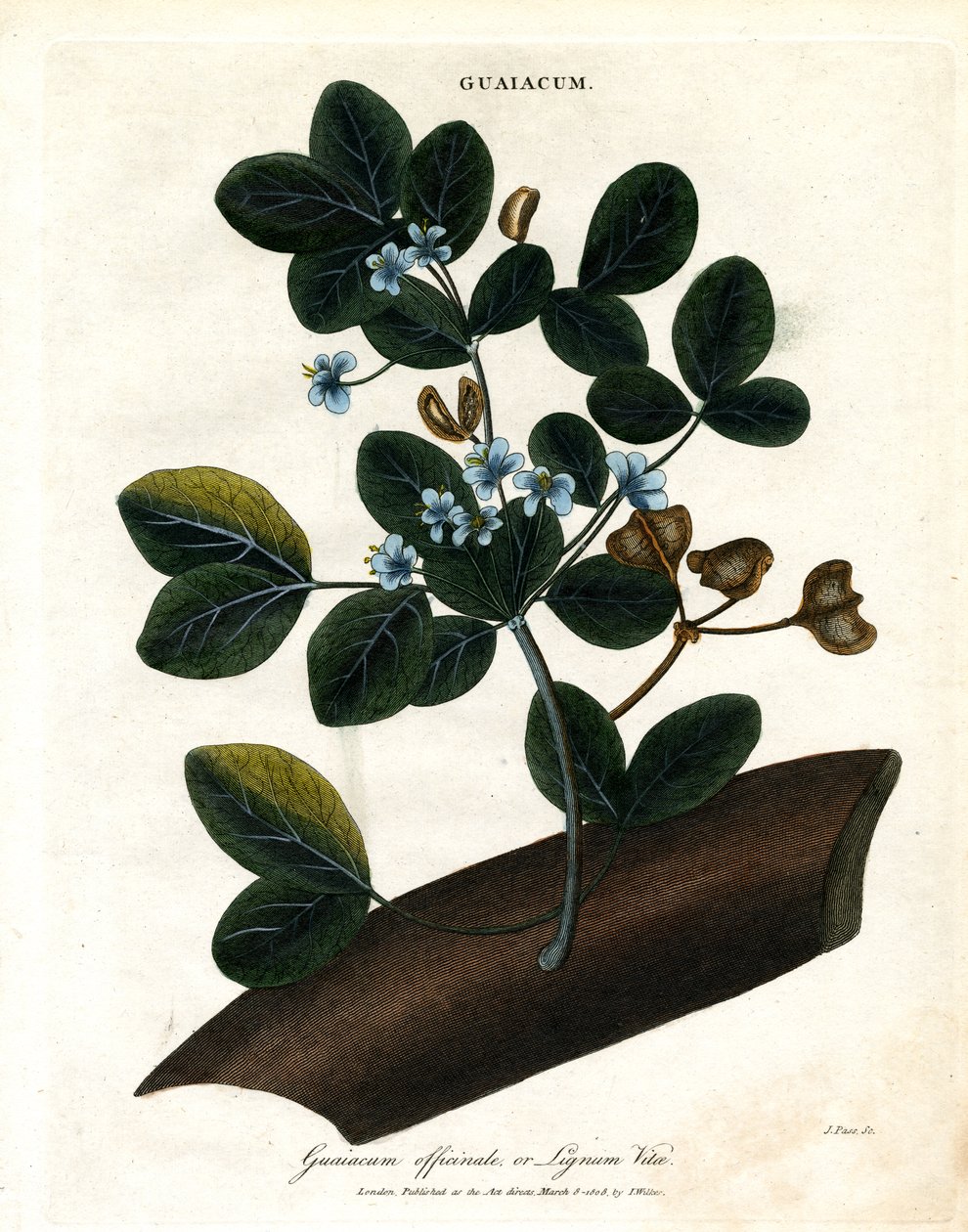 Guaiacum officinale - Lignum Vitae by John Pass