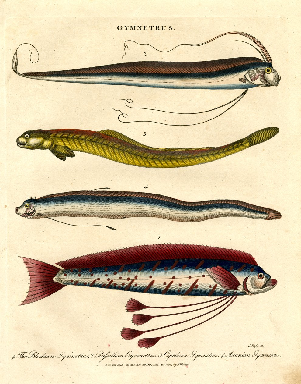 Gymnetrus Türleri - Kurdele Balığı by John Pass