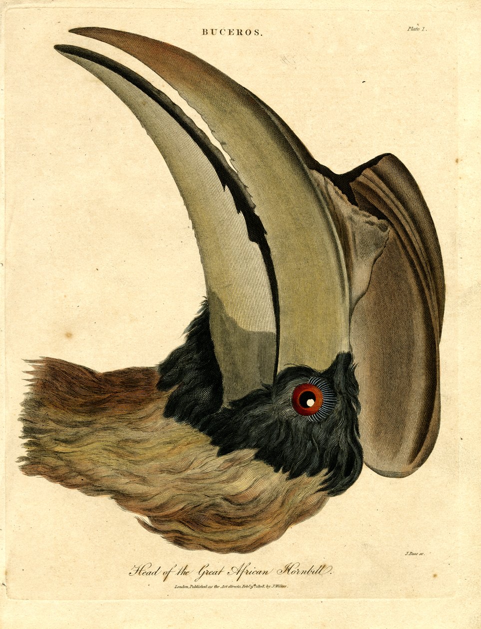 Büyük Afrika Hornbill
