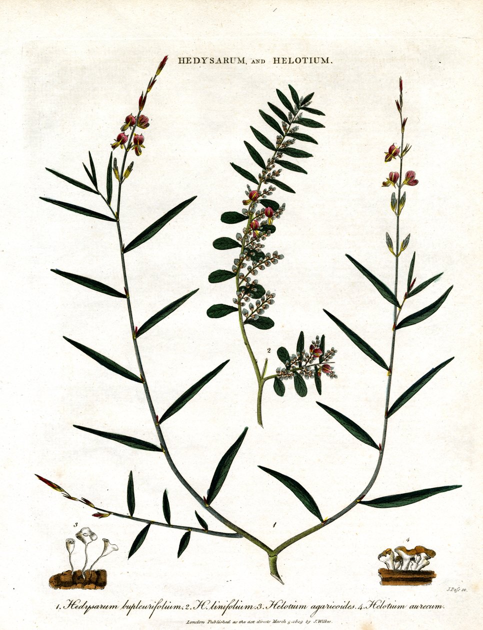 Hedysarum ve Helotium by John Pass