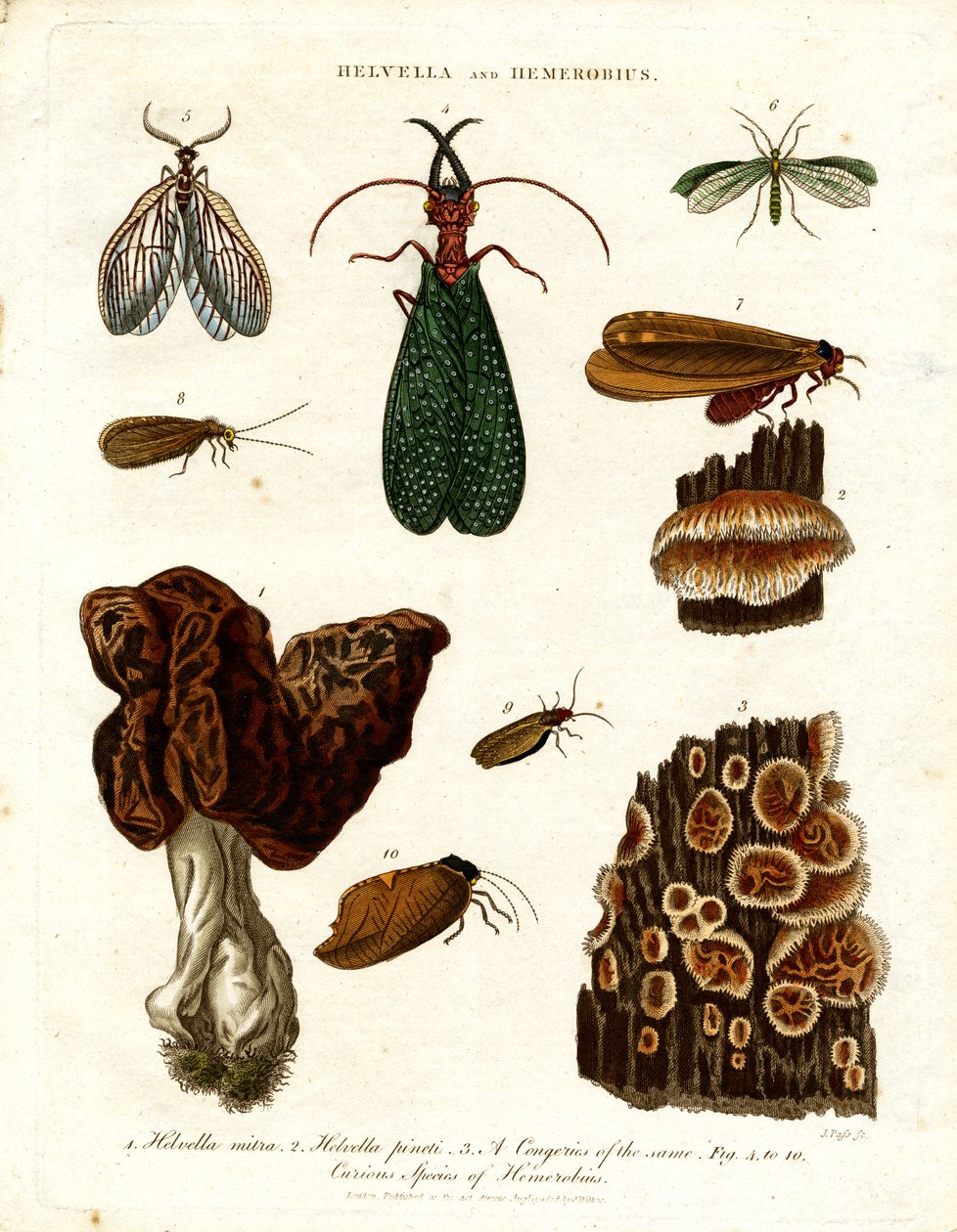 Helvella ve Hemerobius by John Pass