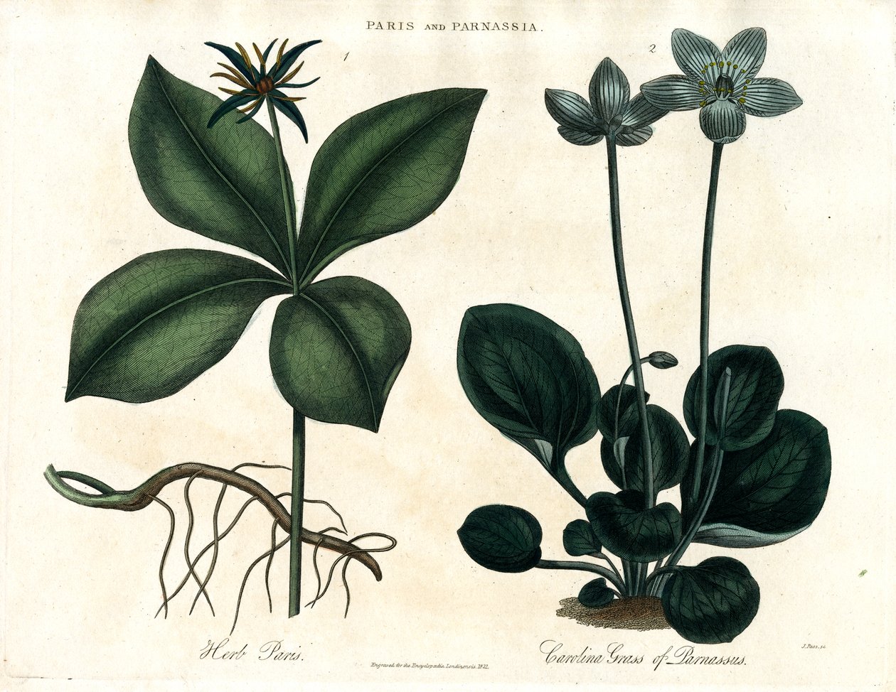 Herb Paris ve Parnassus Çimenleri by John Pass