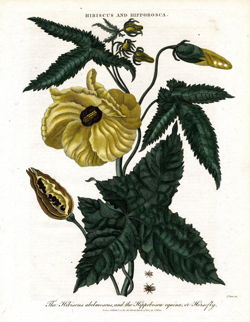 Hibiscus ve Hippobosca by John Pass