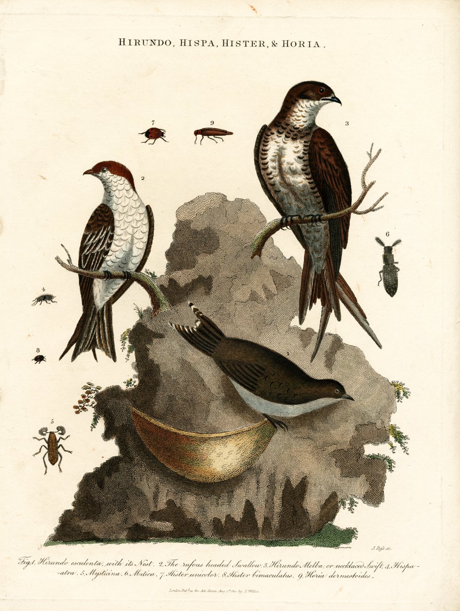Hirundo; Hispa; Hister  Hortia: Kırlangıçlar ve Böcekler by John Pass