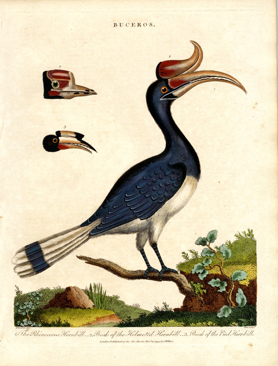 Fatura Detayları ile Hornbill Türleri by John Pass