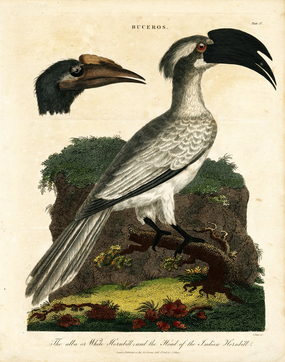 Boynuzgagalar (Buceros) by John Pass