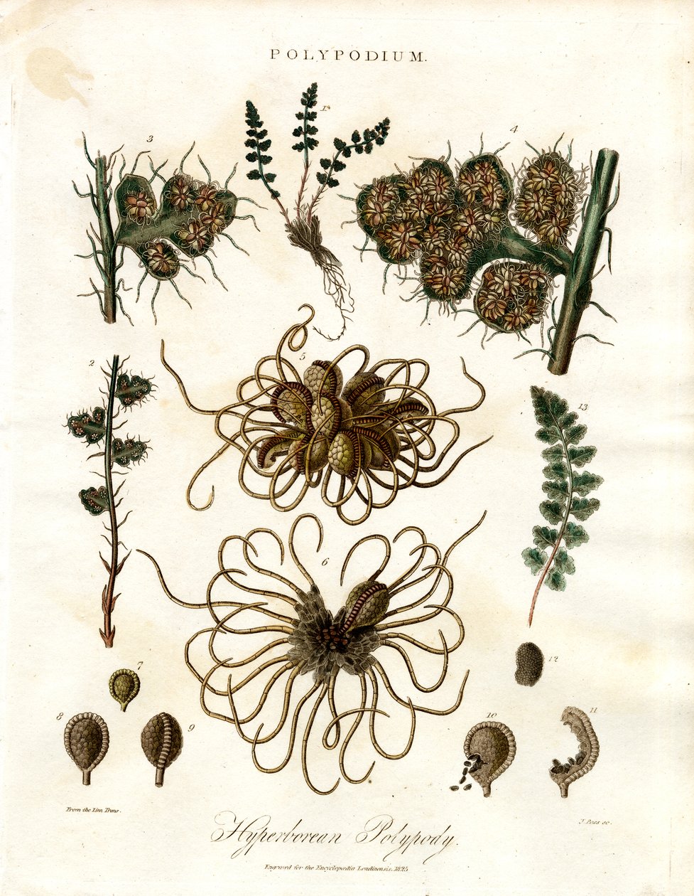 Hyperborean Polypody - Polypodium Cinsi Eğrelti Otları by John Pass