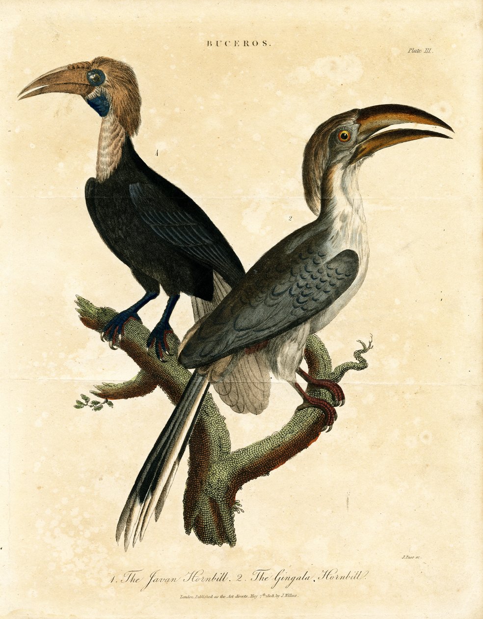 Javan Hornbill ve Gingala Hornbill (Buceros) by John Pass