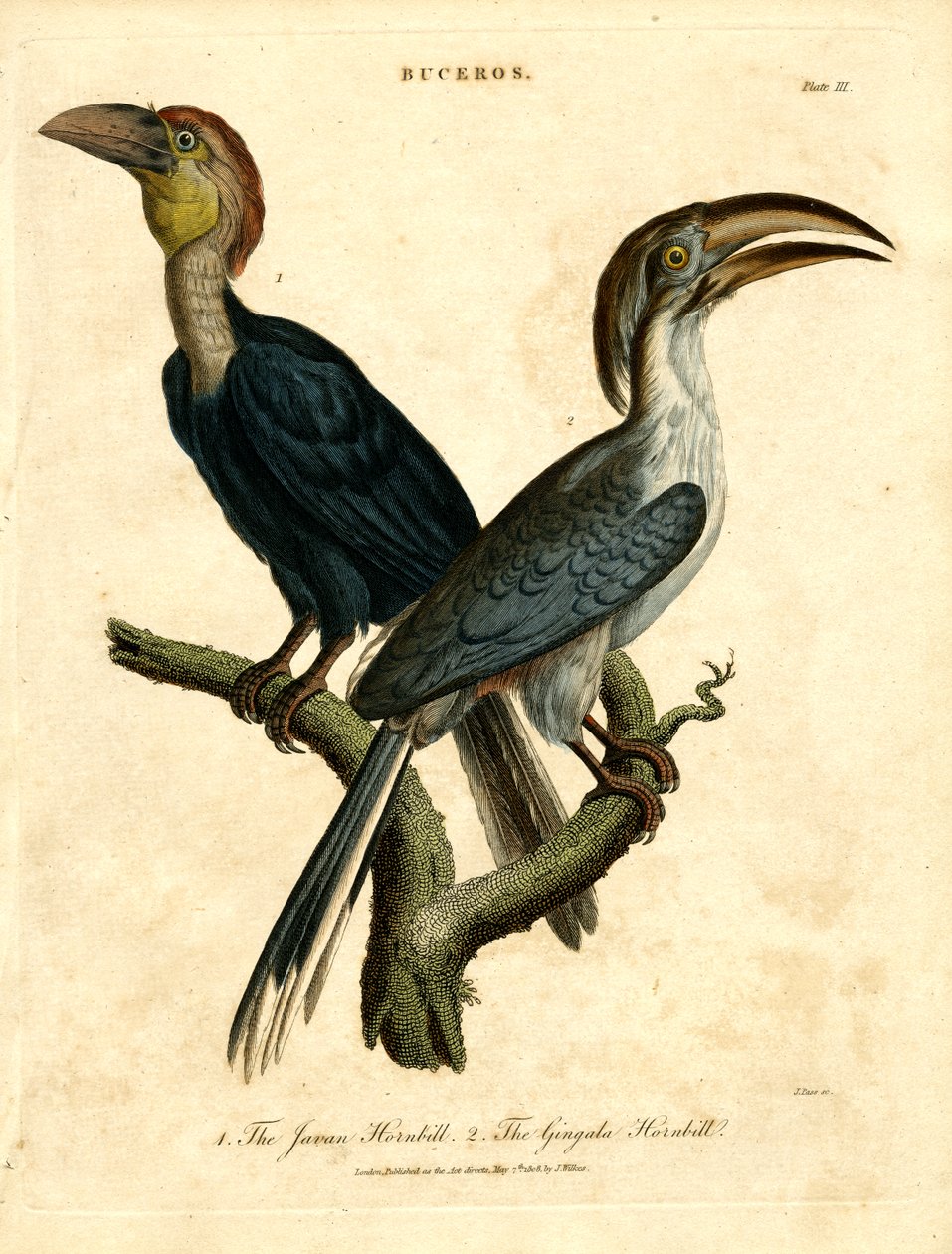 Javan Hornbill ve Gingala Hornbill by John Pass