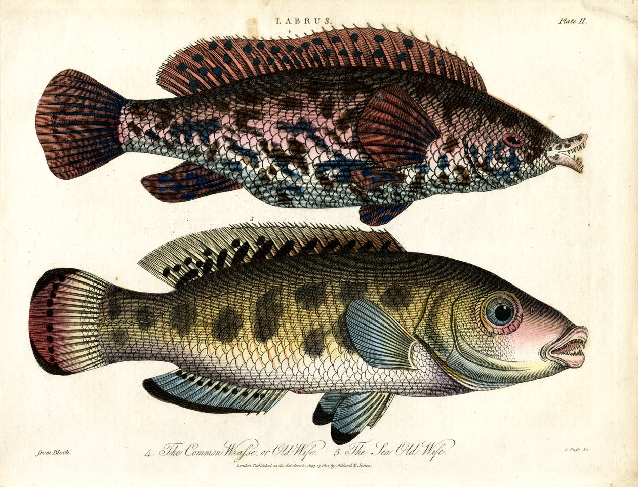 Labrus: Ortak Wrasse ve Deniz Wrasse by John Pass