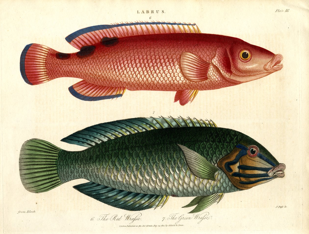 Labrus: Kırmızı Wrasse ve Yeşil Wrasse by John Pass