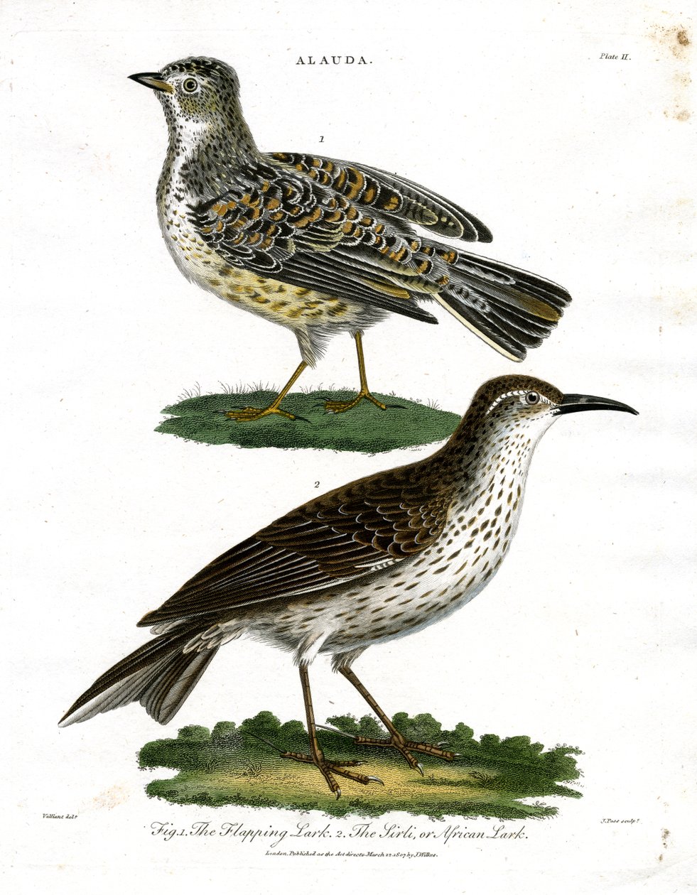 Lark Türleri - Skylark ve Afrika Lark