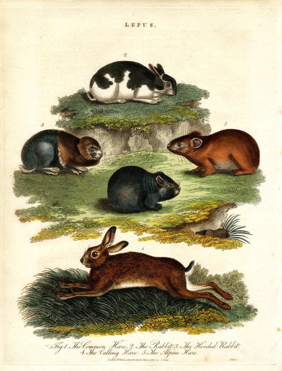 Lepus - Yabani Tavşanlar ve Kemirgenler by John Pass