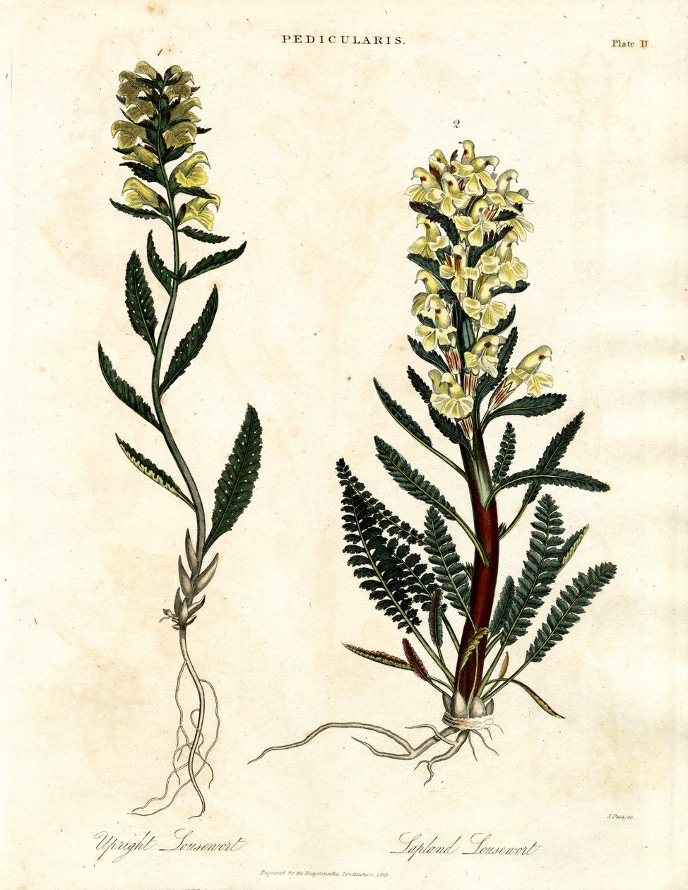 Lousewort Türleri by John Pass