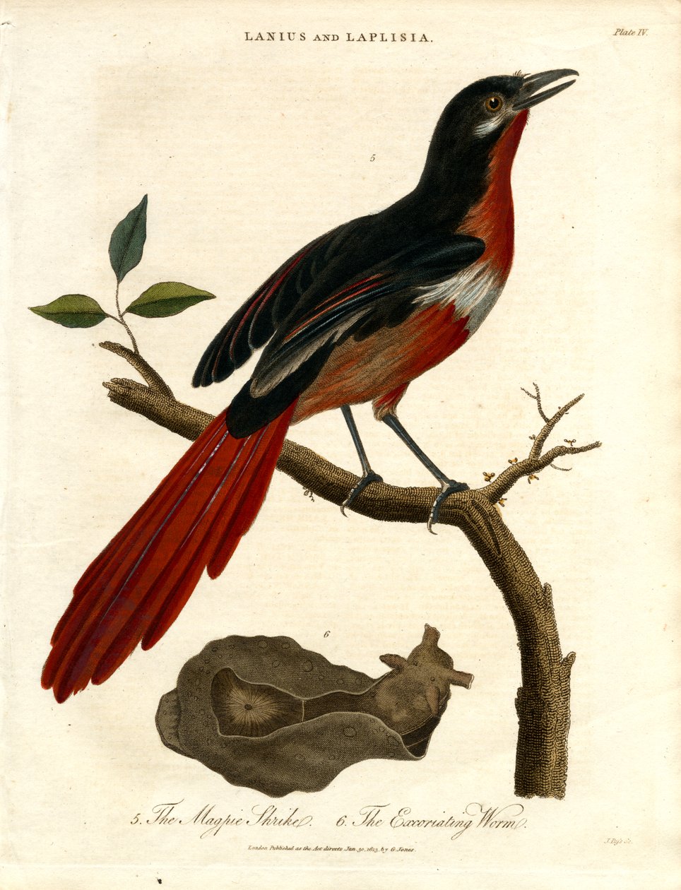 Magpie Shrike ve Excoriating Worm by John Pass
