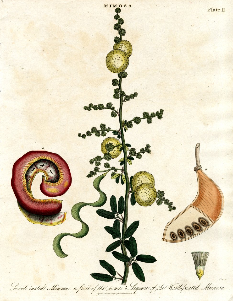 Mimosa - Tatlı Tadında Mimoza by John Pass