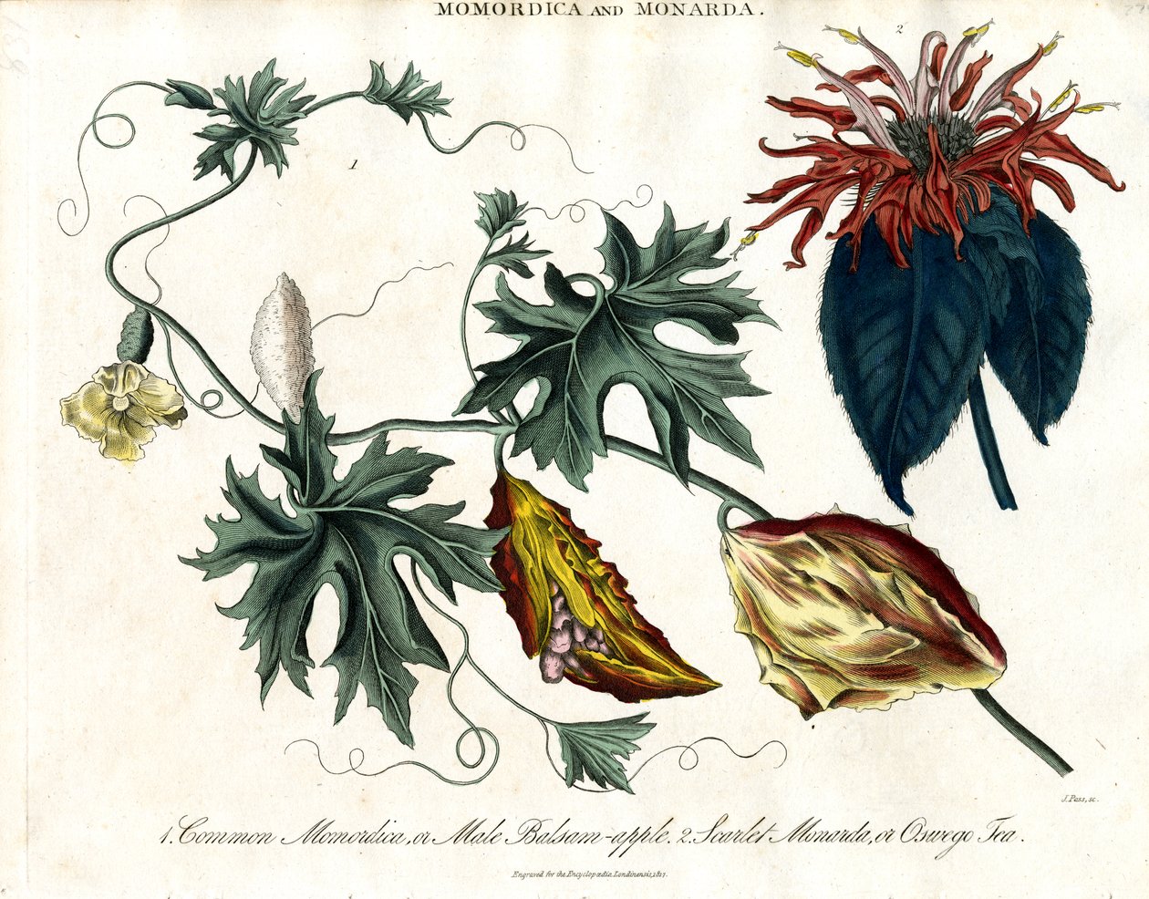 Momordica ve Monarda by John Pass