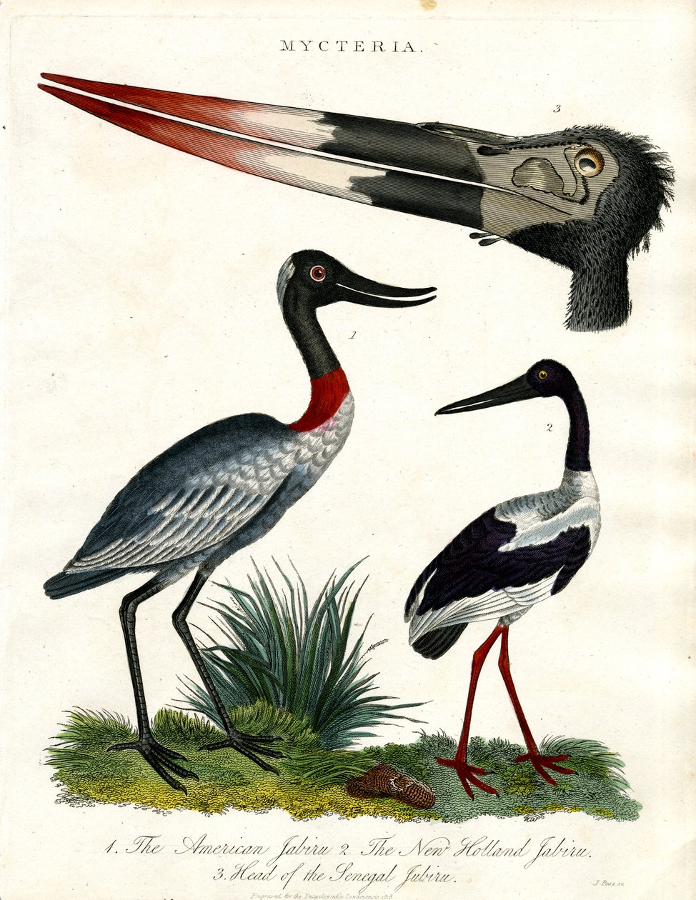 Mycteria Türleri: Amerikan; New Holland ve Senegal Jabiru by John Pass