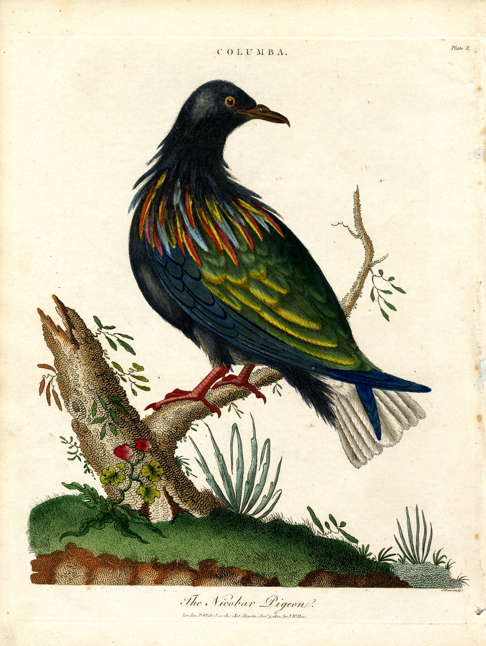 Nikobar Güvercini (Columba) by John Pass
