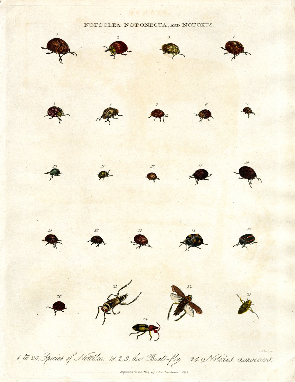 Notoclea; Notonecta; ve Notoxus böcekleri by John Pass