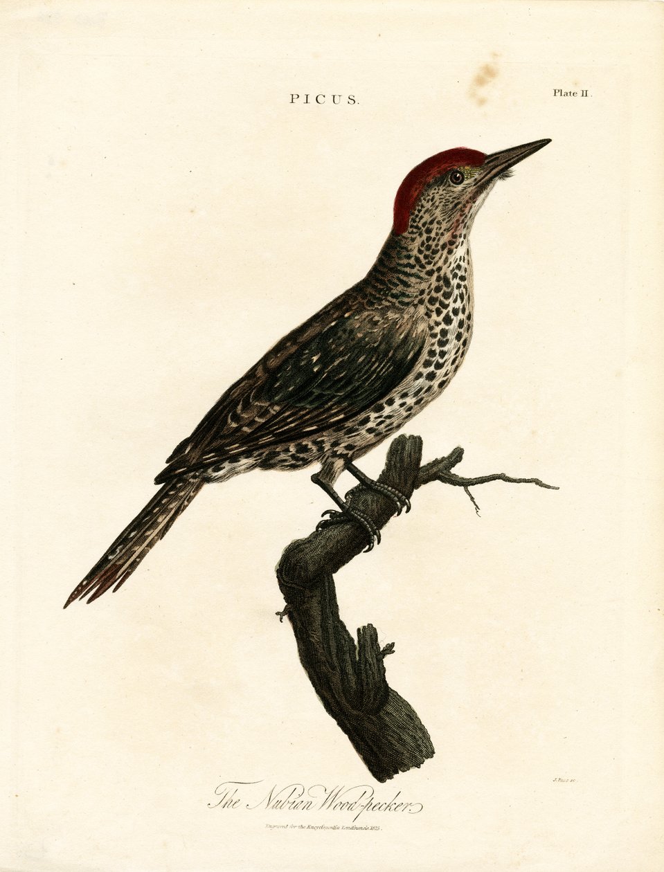Nübye Ağaçkakanı (Picus) by John Pass