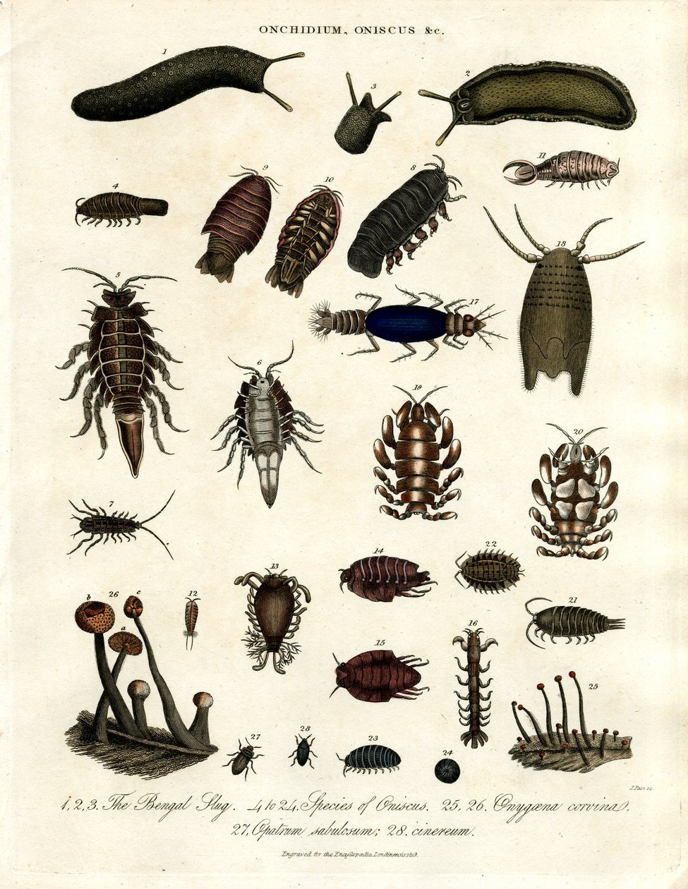 Onchidium; Oniscus ve diğer eklembacaklılar by John Pass