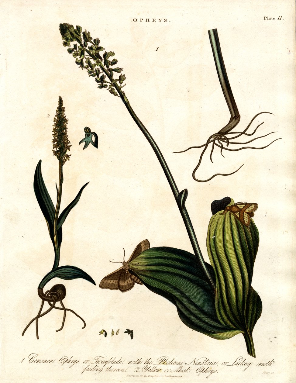 Güve ile Ophrys Türleri by John Pass