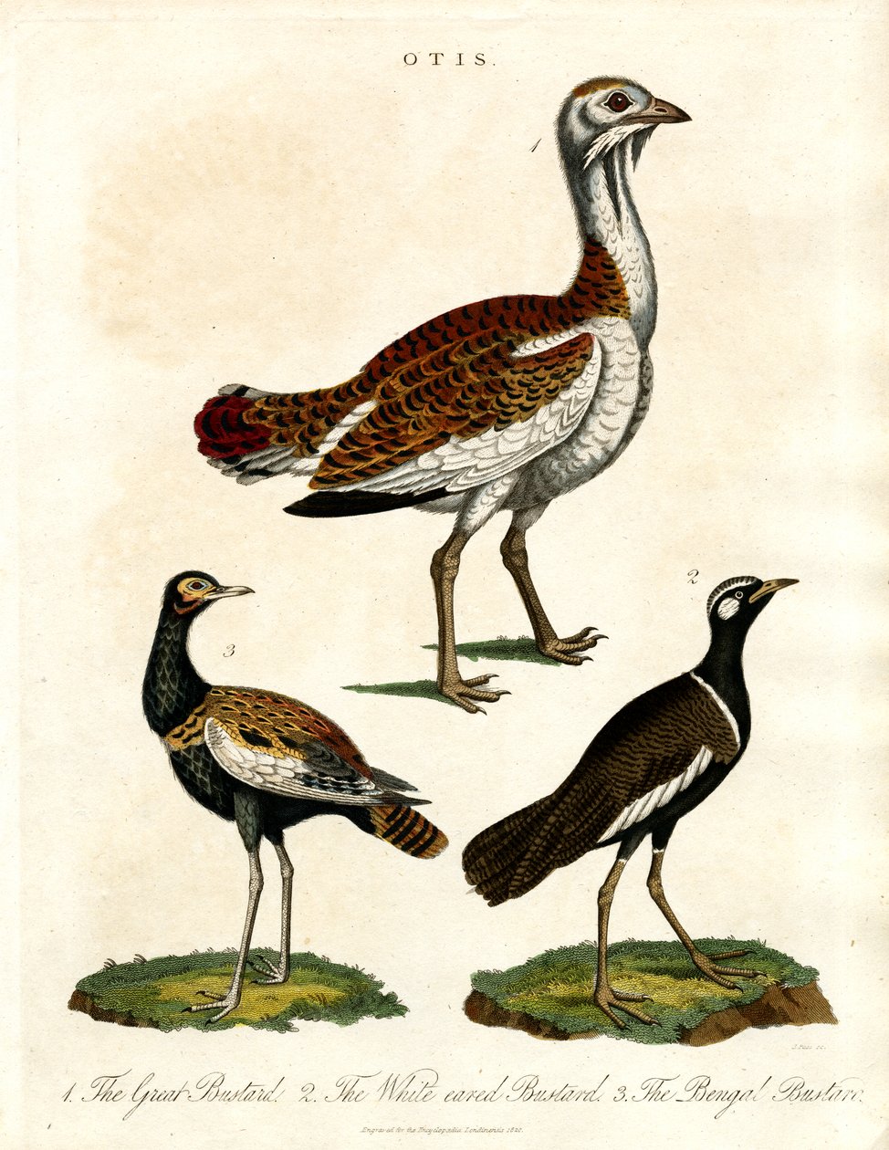 Otis: Çeşitli Bustard Türlerinin Tasviri by John Pass