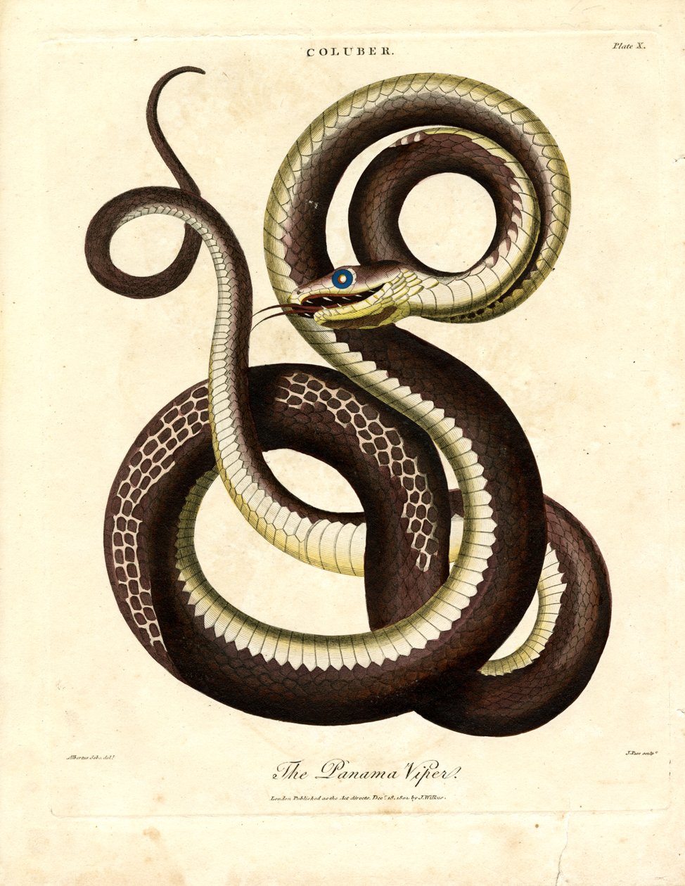 Panama Engereği (Coluber) by John Pass
