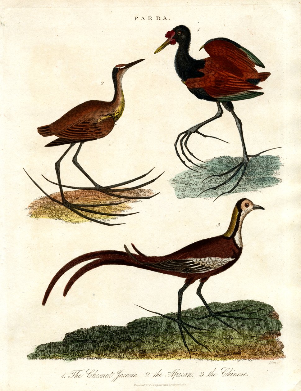 Parra Türleri (Jacanas) by John Pass