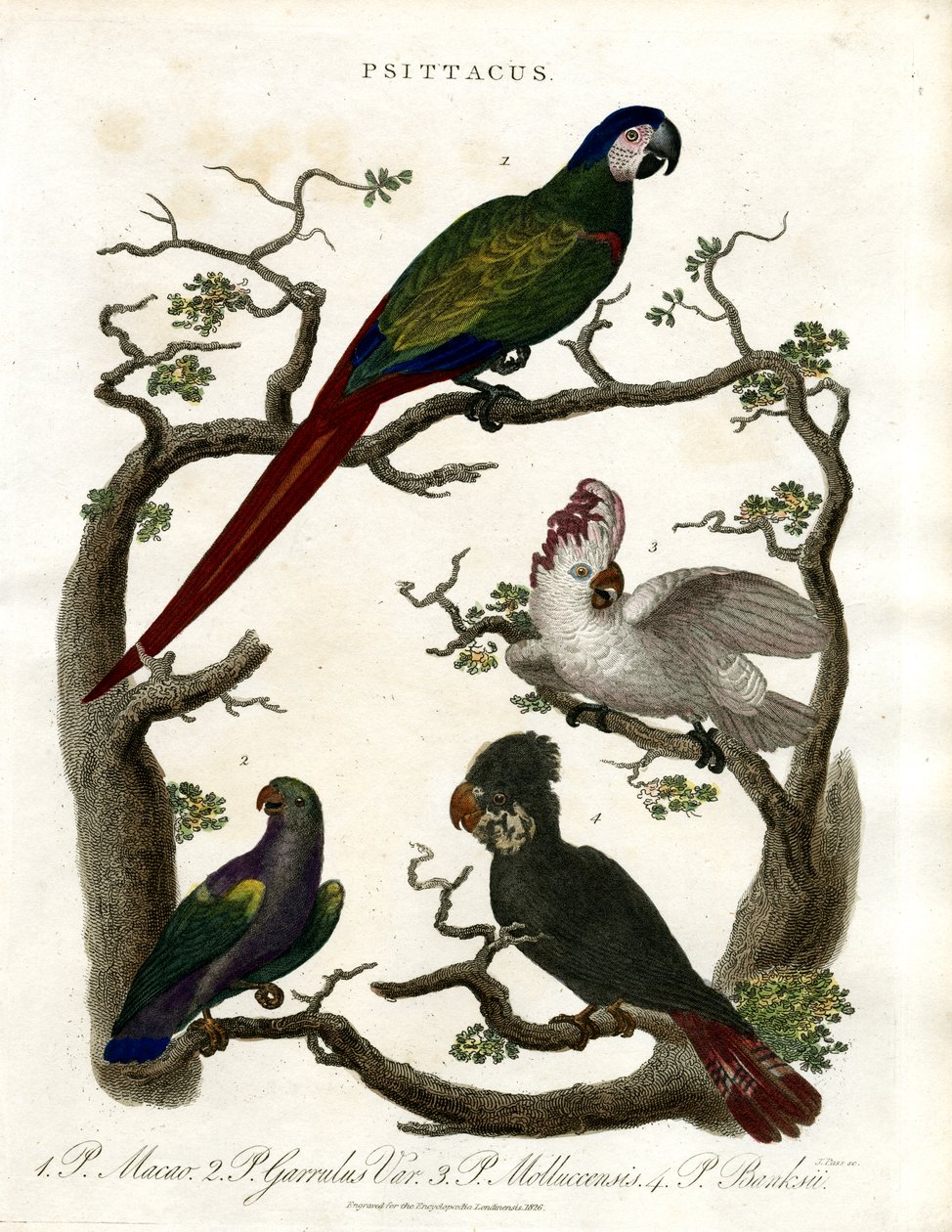 Papağanlar (Psittacus) by John Pass