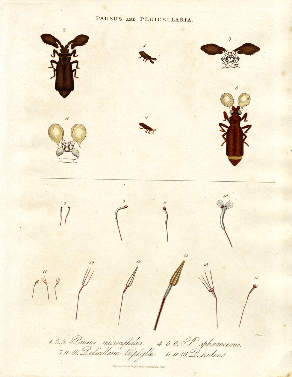 Pausus ve Pedicellaria - Böcek Türleri by John Pass