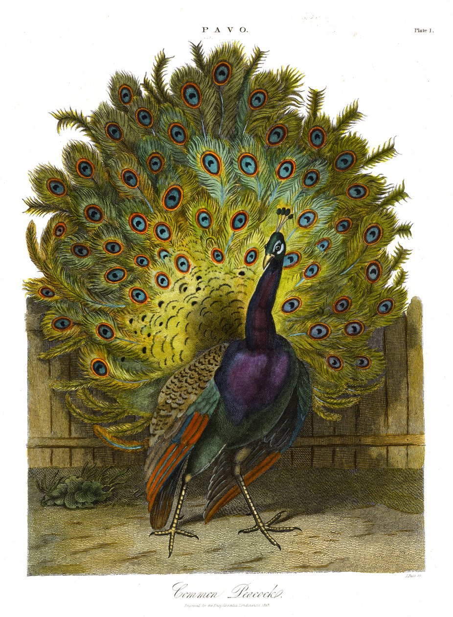 Pavo: Yaygın Tavuskuşu by John Pass