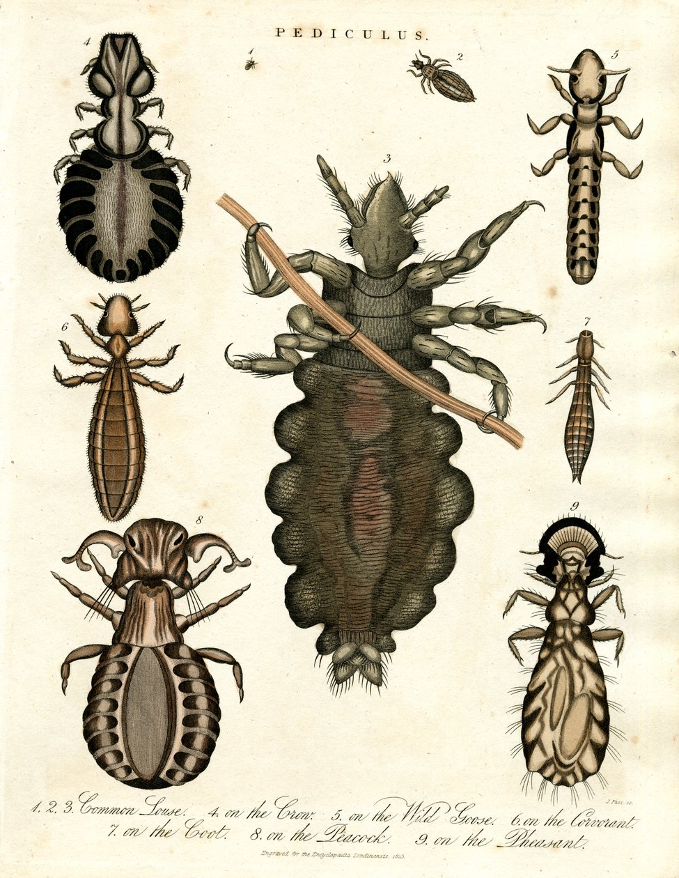 Pediculus - Çeşitli Bit Türleri by John Pass