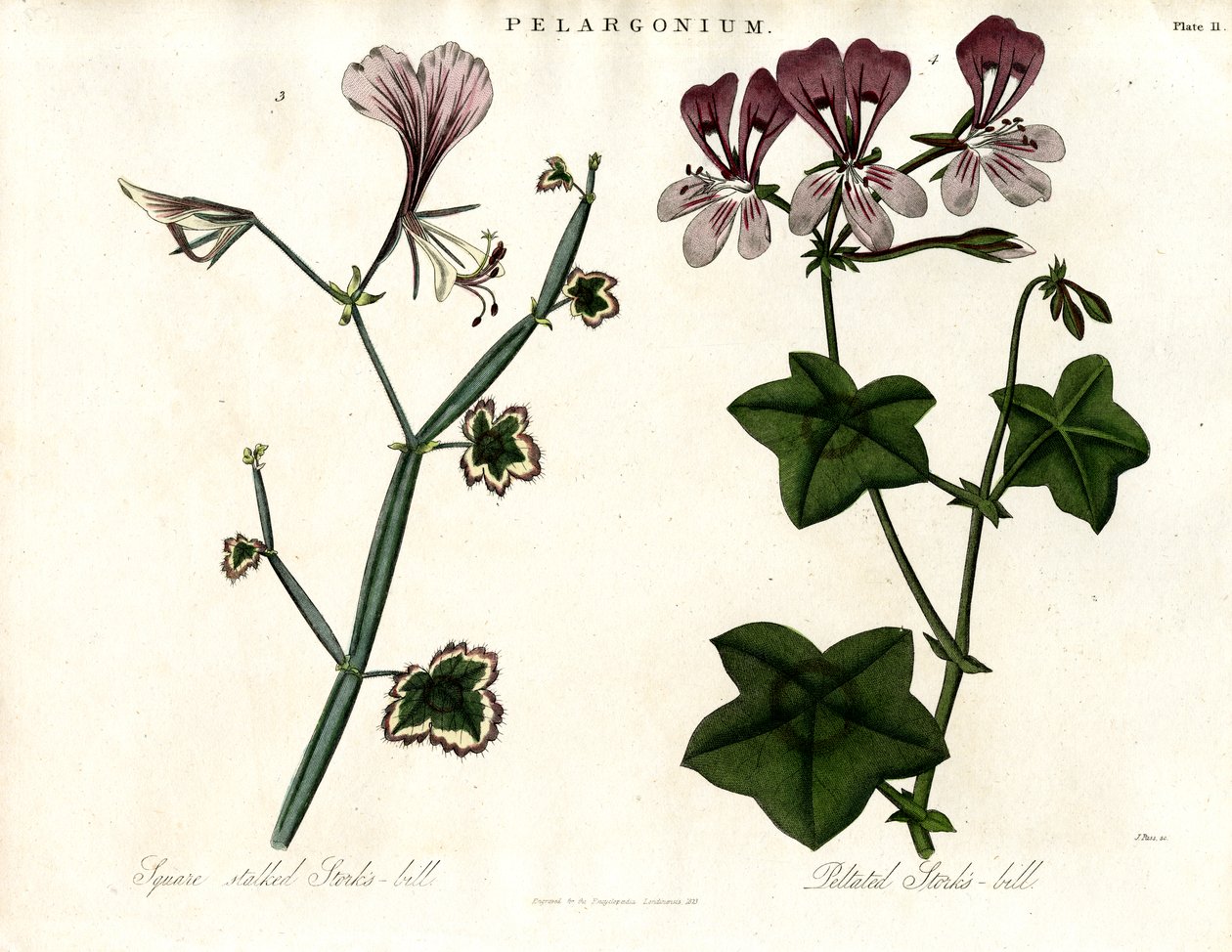 Pelargonium Türleri (Leylek Gagası) by John Pass