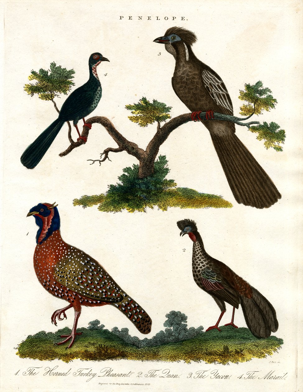 Penelope Türleri (Hindiler ve Sülünler) by John Pass