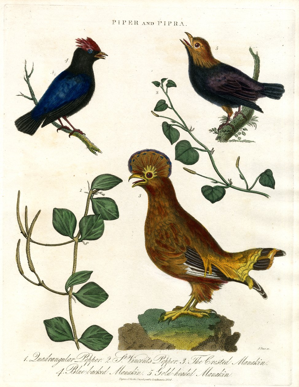 Biber Bitkileri ve Manakinler by John Pass