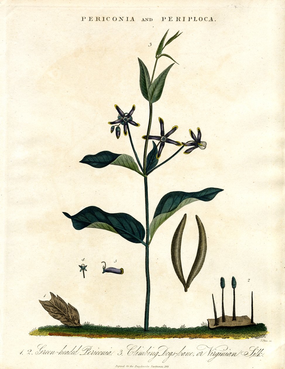 Periconia ve Periploca by John Pass