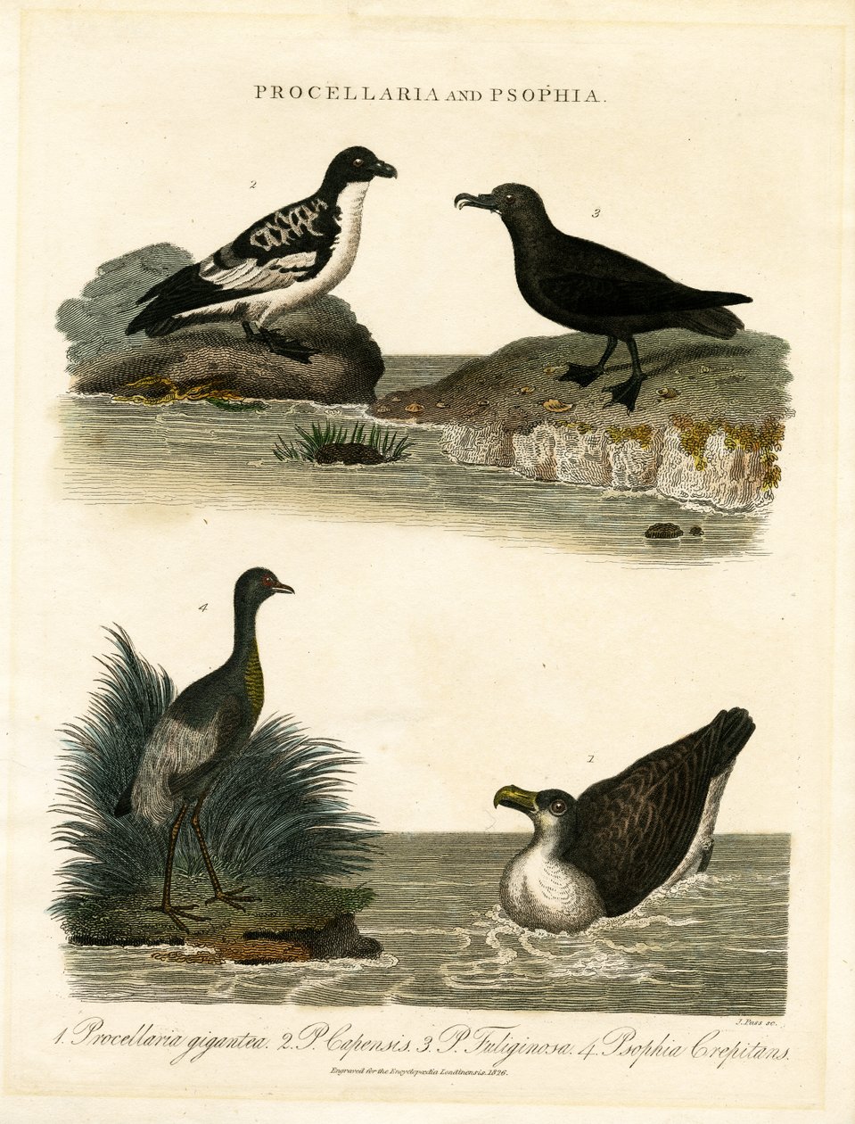 Petrels (Procellaria) ve Trompeters (Psophia) by John Pass