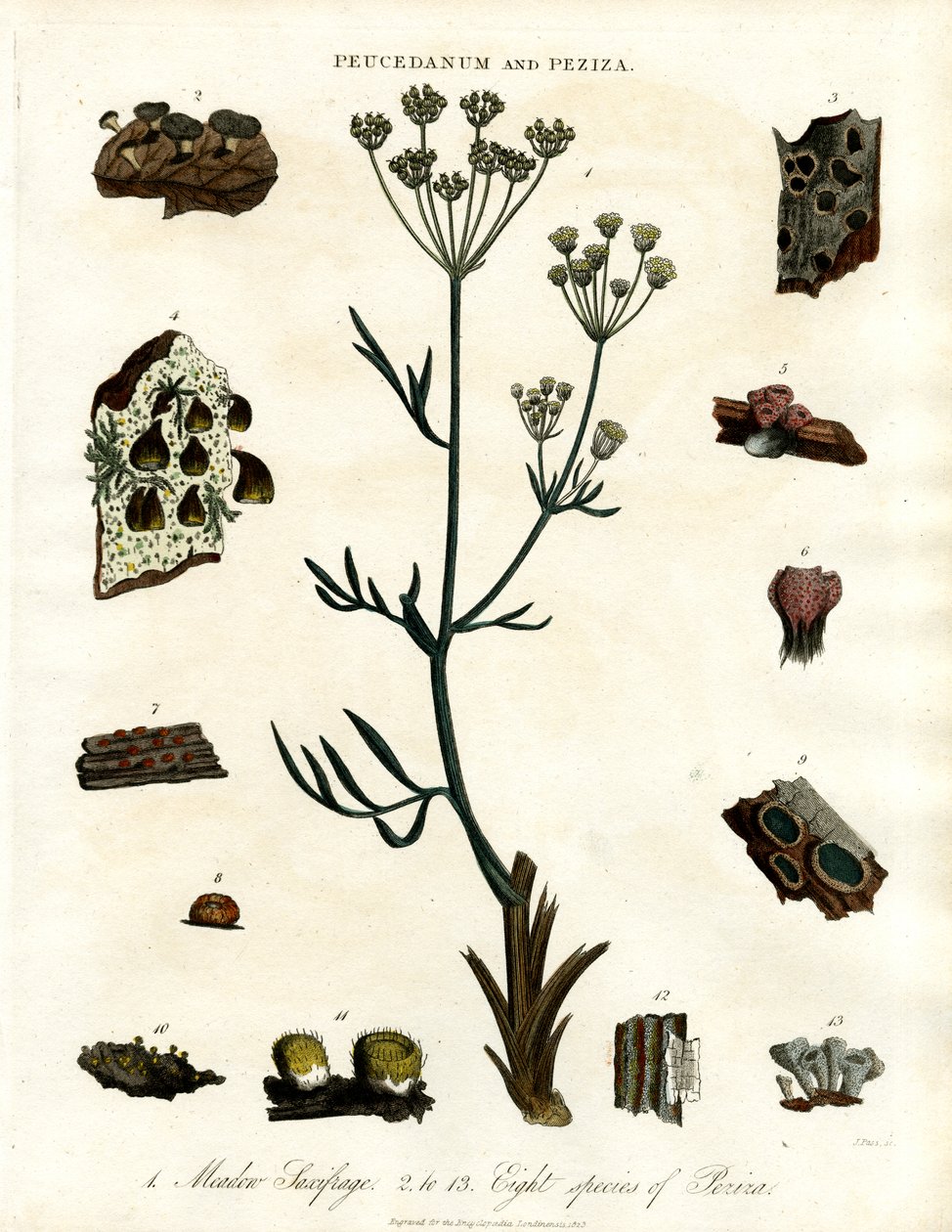 Peucedanum ve Peziza by John Pass