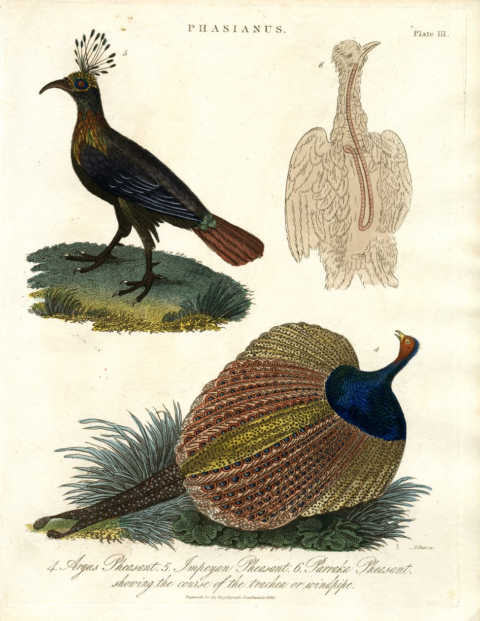 Phasianus (Sülün Türleri) by John Pass