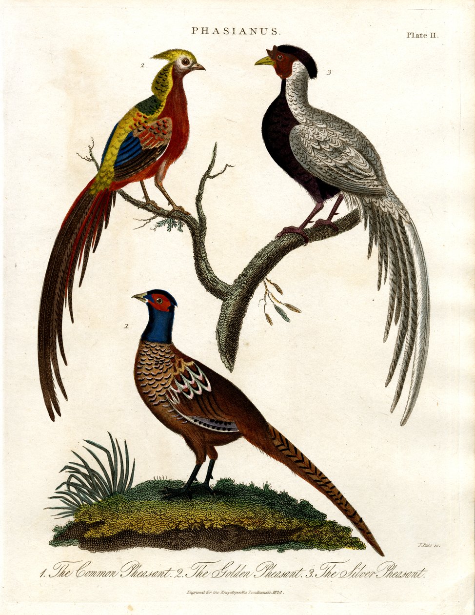 Phasianus - Sülün Türleri by John Pass