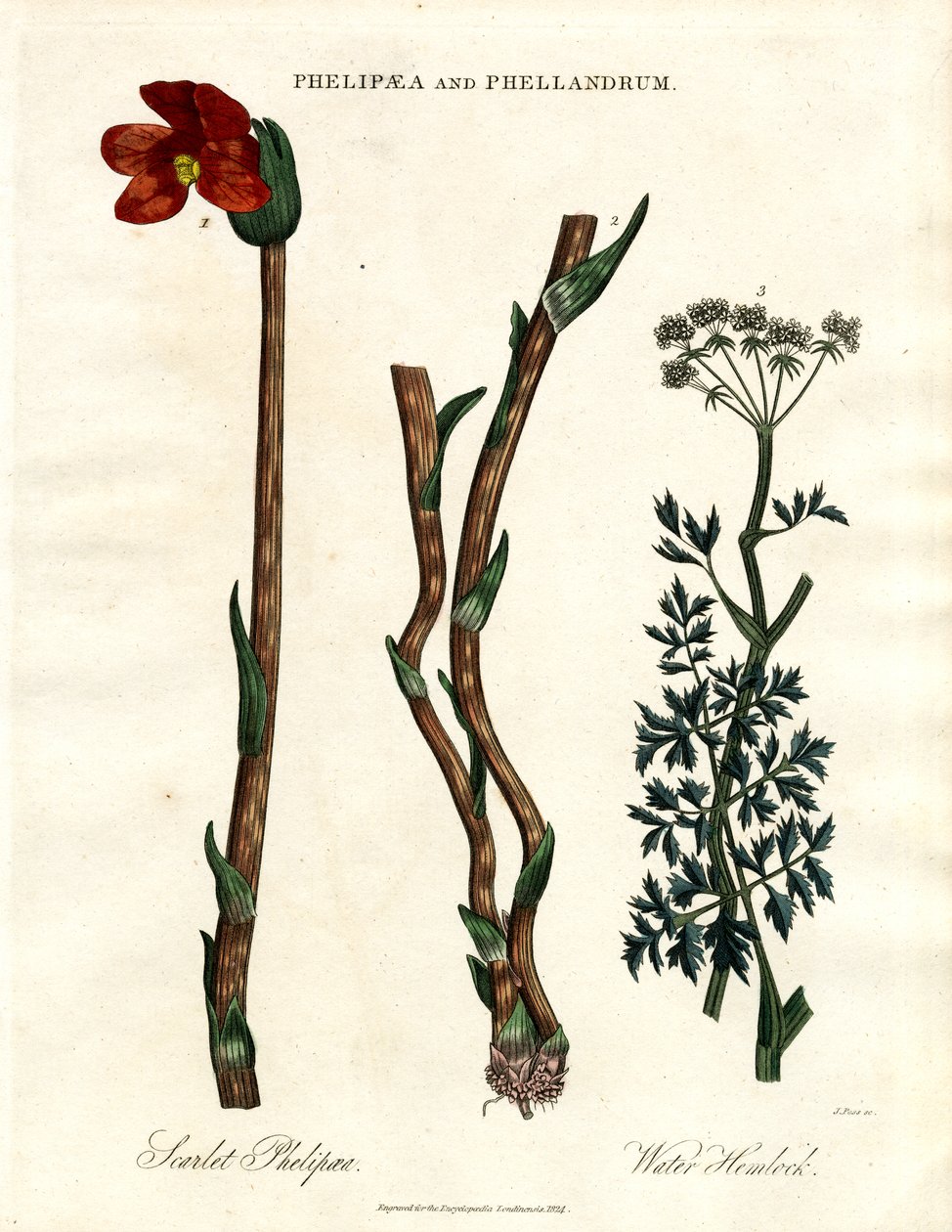 Phelipaea ve Phellandrum by John Pass
