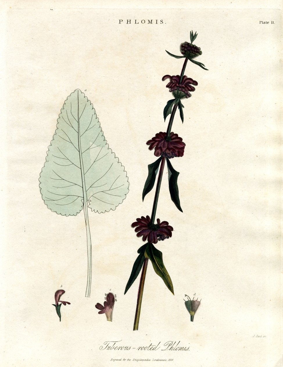 Phlomis: Yumru köklü Kudüs Adaçayı by John Pass