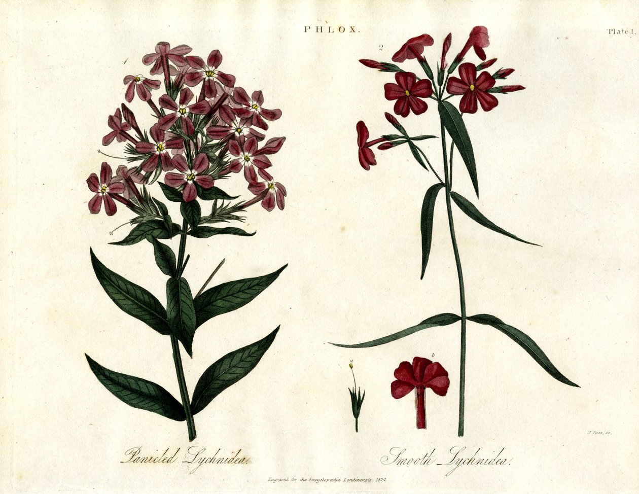 Floksa Türleri by John Pass