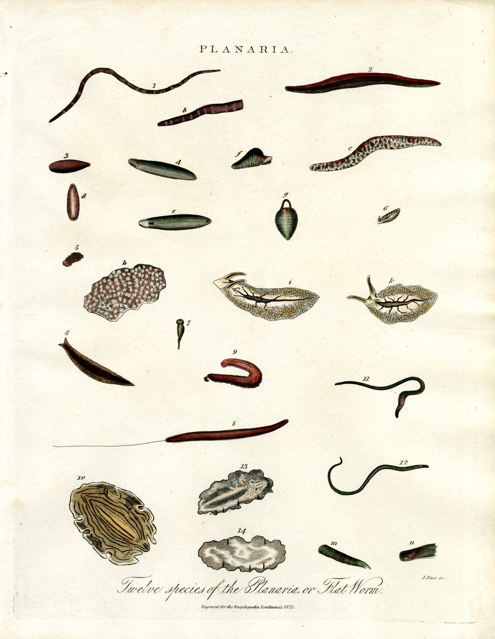 Planaria - Yassı Solucanların On İki Türü by John Pass