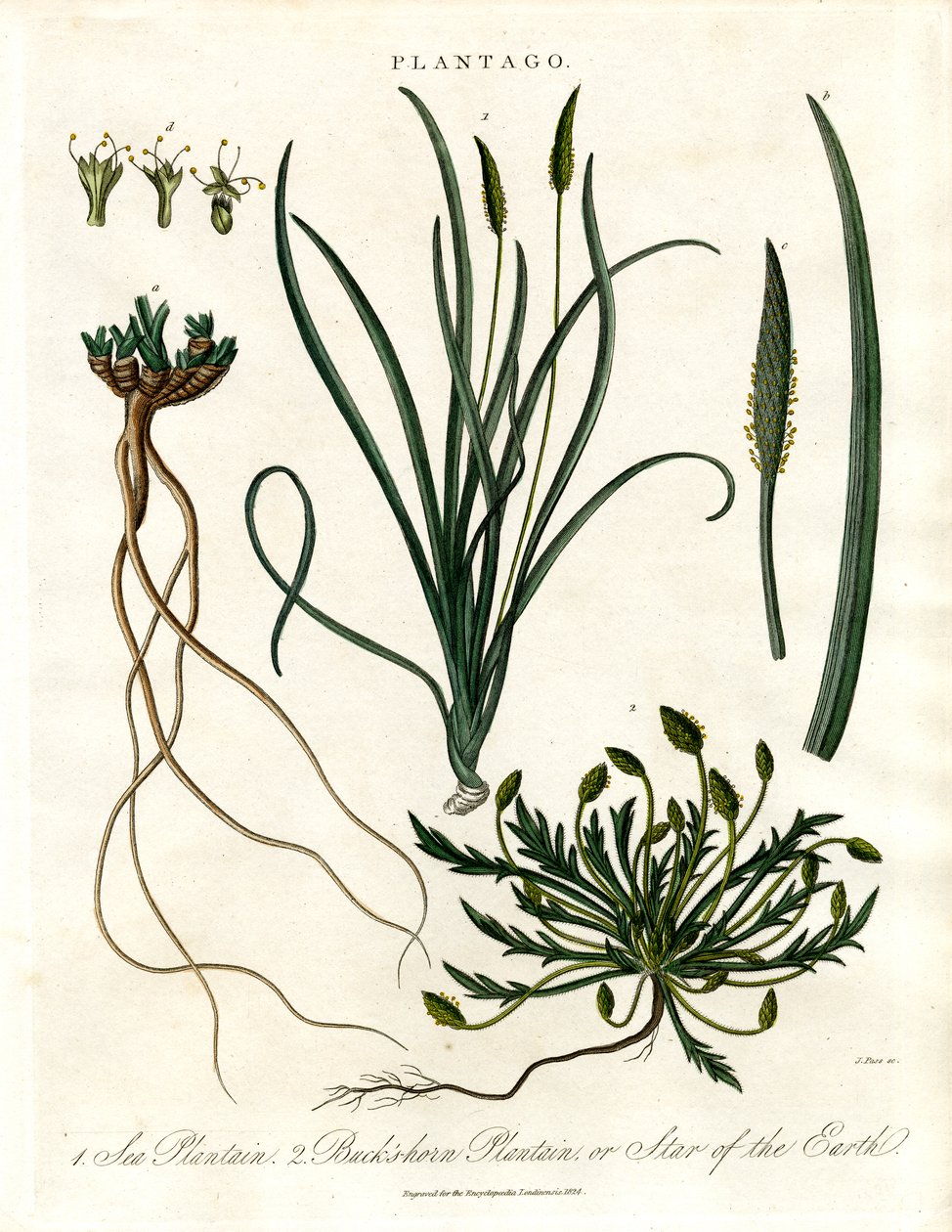 Plantago Türleri by John Pass