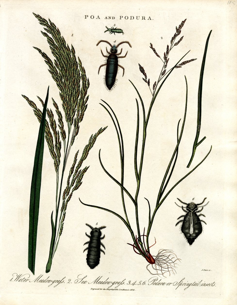 Poa ve Podura by John Pass